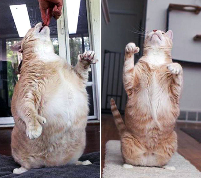 50 Chonky Cats That Underwent Incredible Transformations To Become Healthier Kitties
