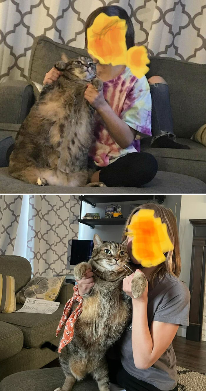 50 Chonky Cats That Underwent Incredible Transformations To Become Healthier Kitties