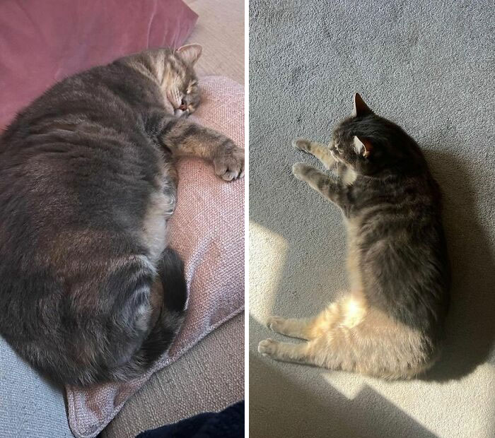 50 Chonky Cats That Underwent Incredible Transformations To Become Healthier Kitties