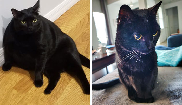 50 Chonky Cats That Underwent Incredible Transformations To Become Healthier Kitties