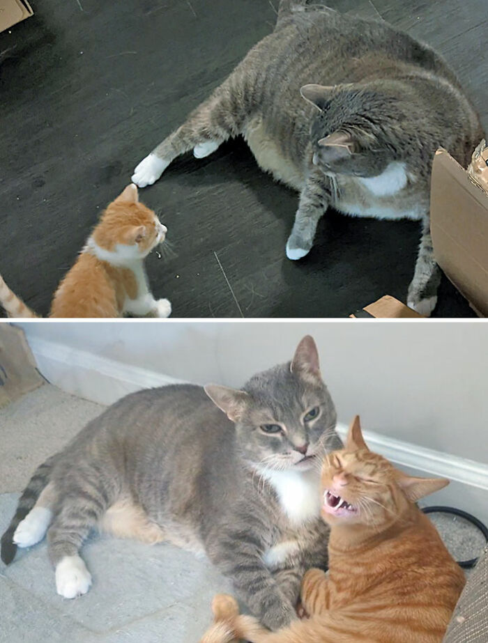 50 Chonky Cats That Underwent Incredible Transformations To Become Healthier Kitties