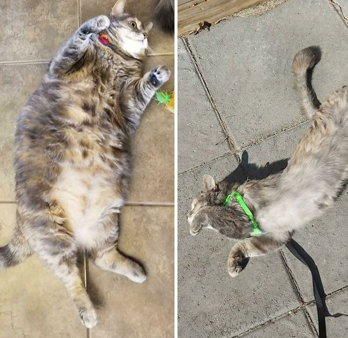 50 Chonky Cats That Underwent Incredible Transformations To Become Healthier Kitties