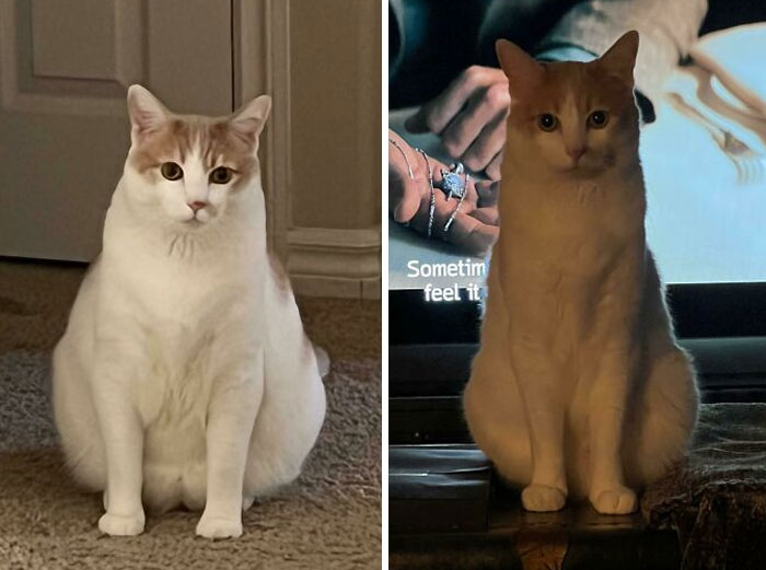 50 Chonky Cats That Underwent Incredible Transformations To Become Healthier Kitties