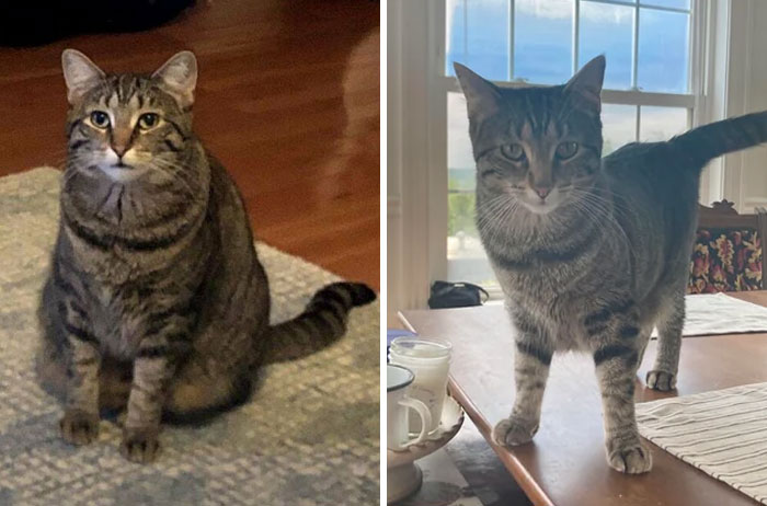 50 Chonky Cats That Underwent Incredible Transformations To Become Healthier Kitties