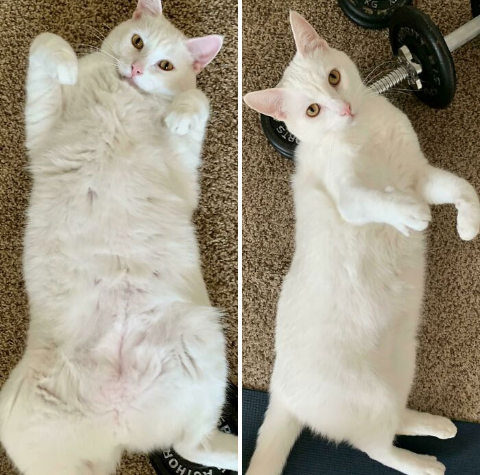 50 Chonky Cats That Underwent Incredible Transformations To Become Healthier Kitties