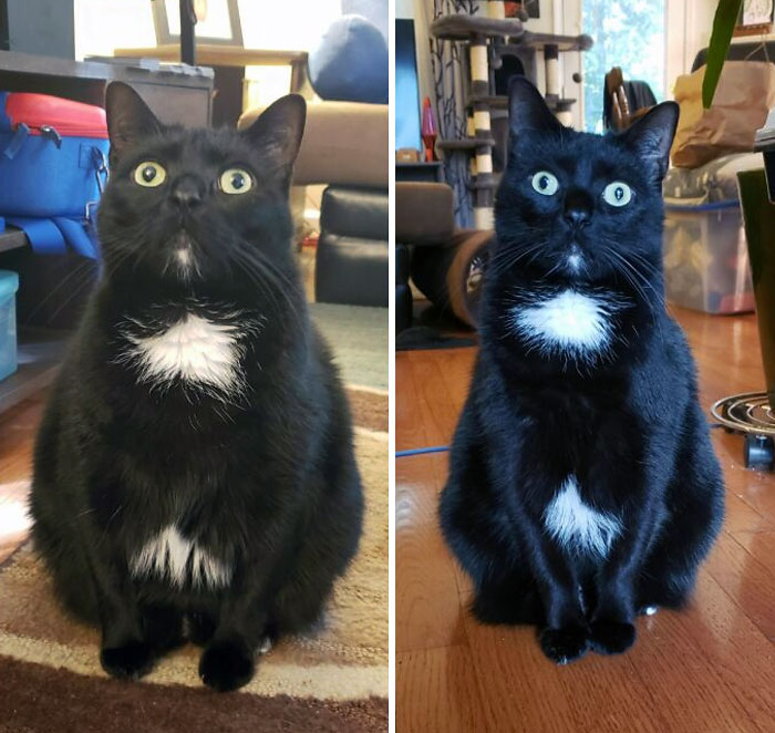 50 Chonky Cats That Underwent Incredible Transformations To Become Healthier Kitties