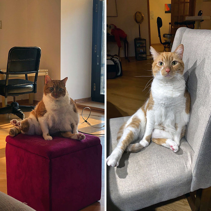 50 Chonky Cats That Underwent Incredible Transformations To Become Healthier Kitties