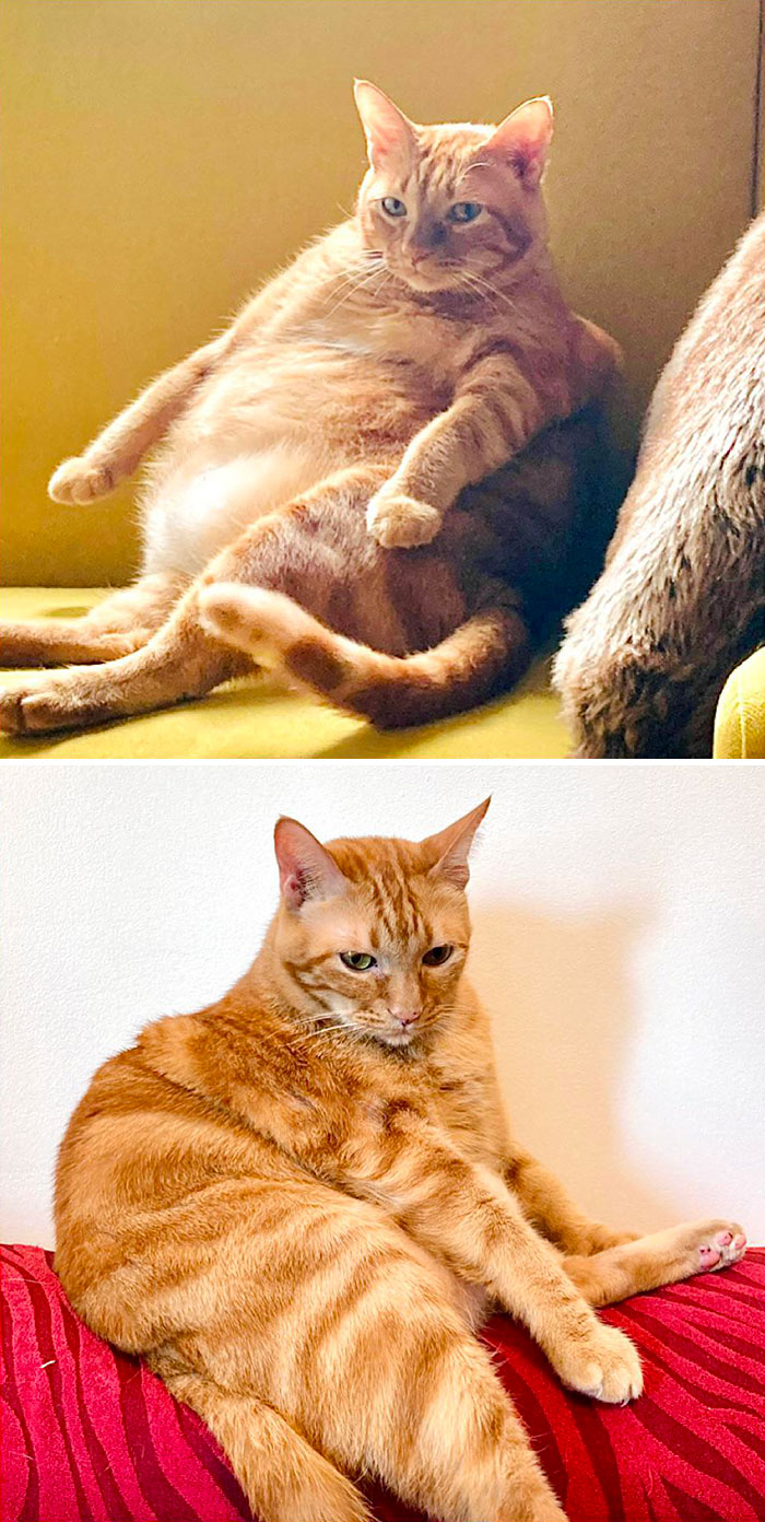 50 Chonky Cats That Underwent Incredible Transformations To Become Healthier Kitties