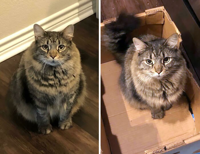 50 Chonky Cats That Underwent Incredible Transformations To Become Healthier Kitties