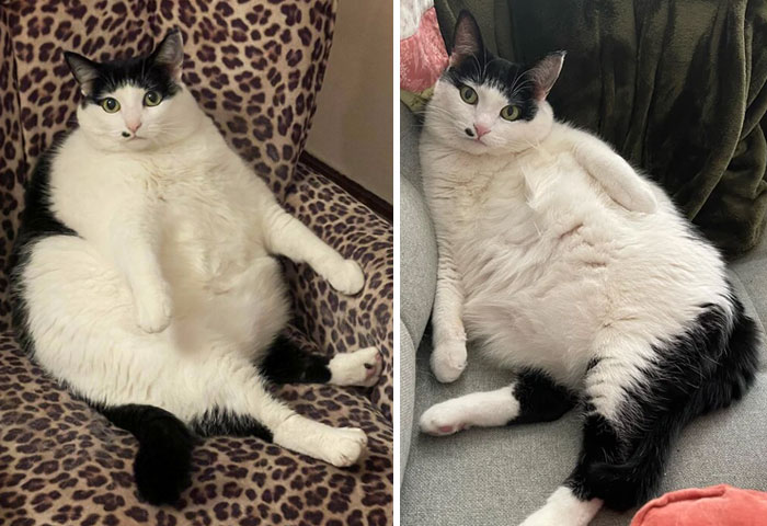 50 Chonky Cats That Underwent Incredible Transformations To Become Healthier Kitties