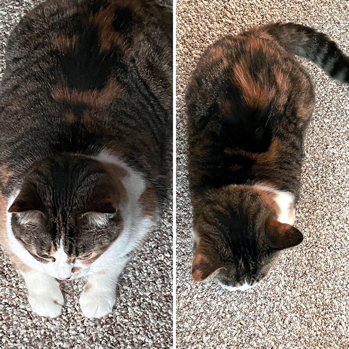 50 Chonky Cats That Underwent Incredible Transformations To Become Healthier Kitties