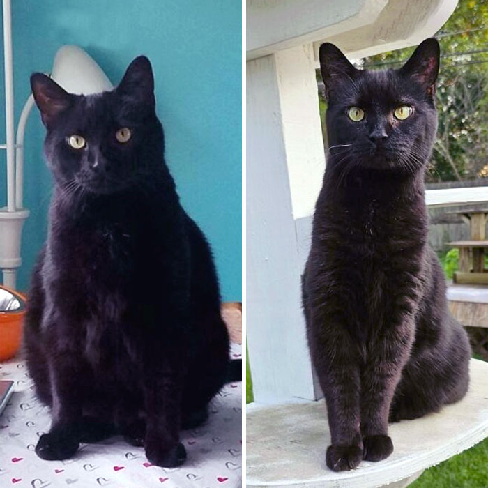 50 Chonky Cats That Underwent Incredible Transformations To Become Healthier Kitties