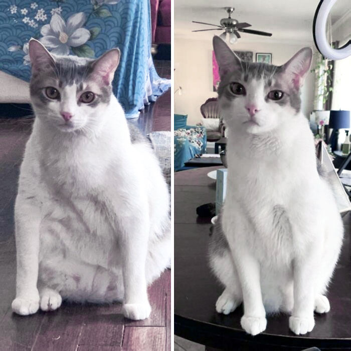50 Chonky Cats That Underwent Incredible Transformations To Become Healthier Kitties