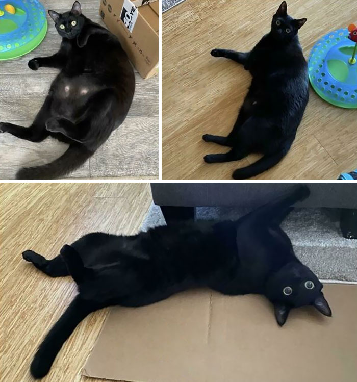 50 Chonky Cats That Underwent Incredible Transformations To Become Healthier Kitties