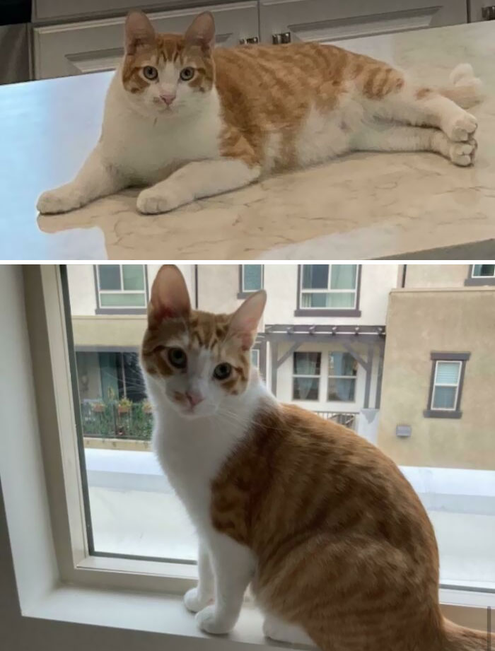 50 Chonky Cats That Underwent Incredible Transformations To Become Healthier Kitties