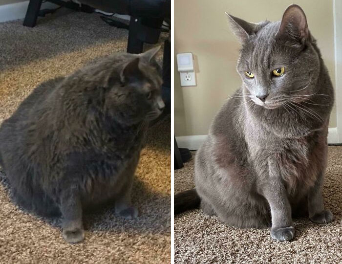 50 Chonky Cats That Underwent Incredible Transformations To Become Healthier Kitties