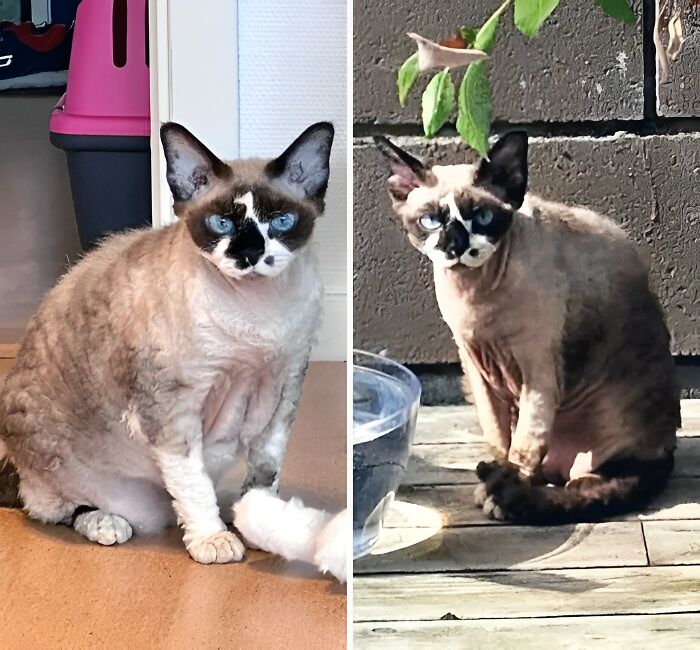 50 Chonky Cats That Underwent Incredible Transformations To Become Healthier Kitties