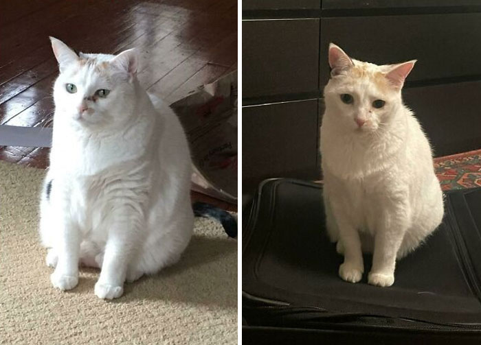 50 Chonky Cats That Underwent Incredible Transformations To Become Healthier Kitties