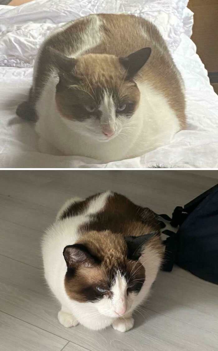 50 Chonky Cats That Underwent Incredible Transformations To Become Healthier Kitties
