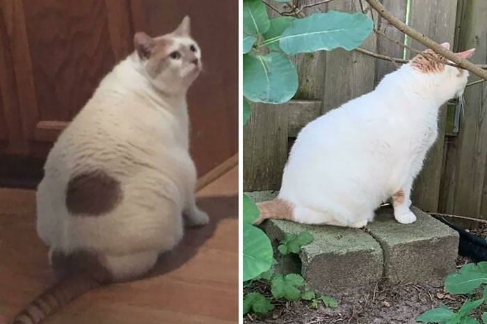 50 Chonky Cats That Underwent Incredible Transformations To Become Healthier Kitties