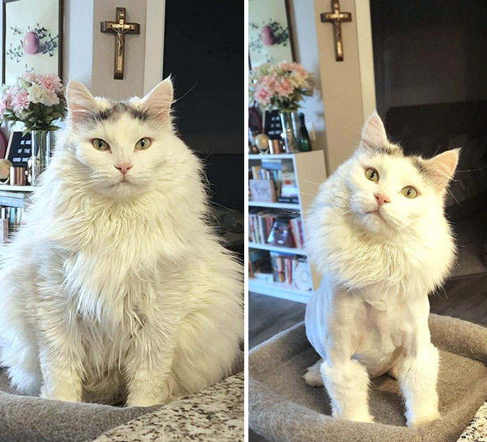 50 Chonky Cats That Underwent Incredible Transformations To Become Healthier Kitties