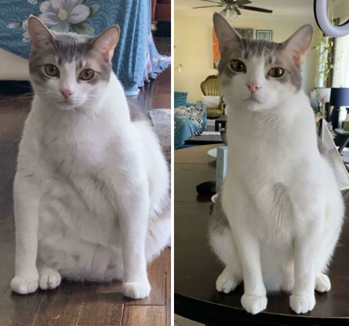 50 Chonky Cats That Underwent Incredible Transformations To Become Healthier Kitties
