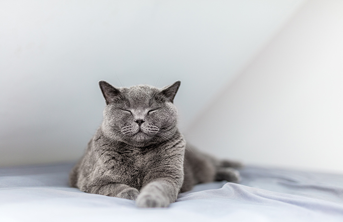 &#8220;A Great Surprise&#8221;: Scientists Stunned After Discovering How Cats Purr