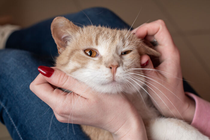 &#8220;A Great Surprise&#8221;: Scientists Stunned After Discovering How Cats Purr