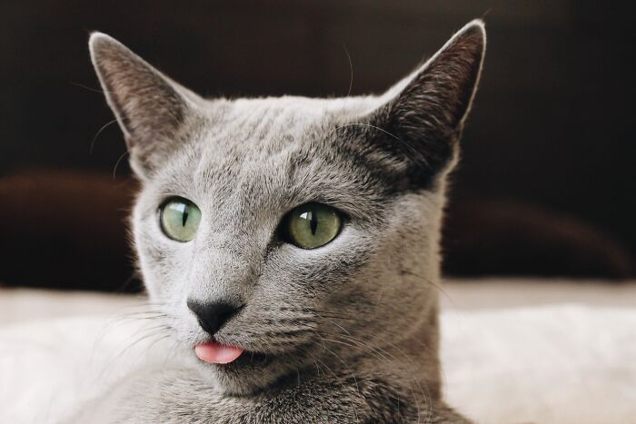&#8220;A Great Surprise&#8221;: Scientists Stunned After Discovering How Cats Purr