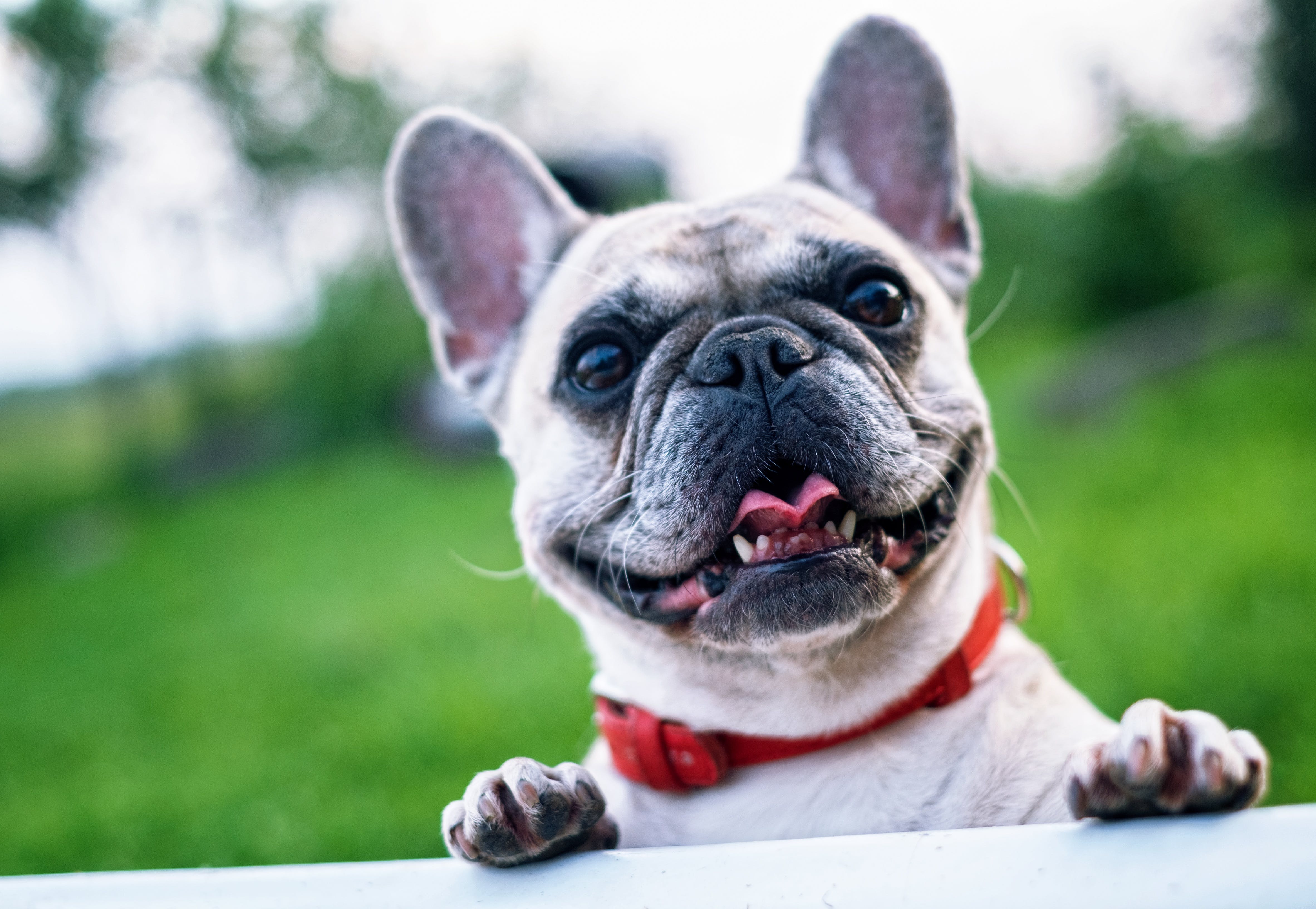 Can Dogs Eat Pickles? What You Should Know