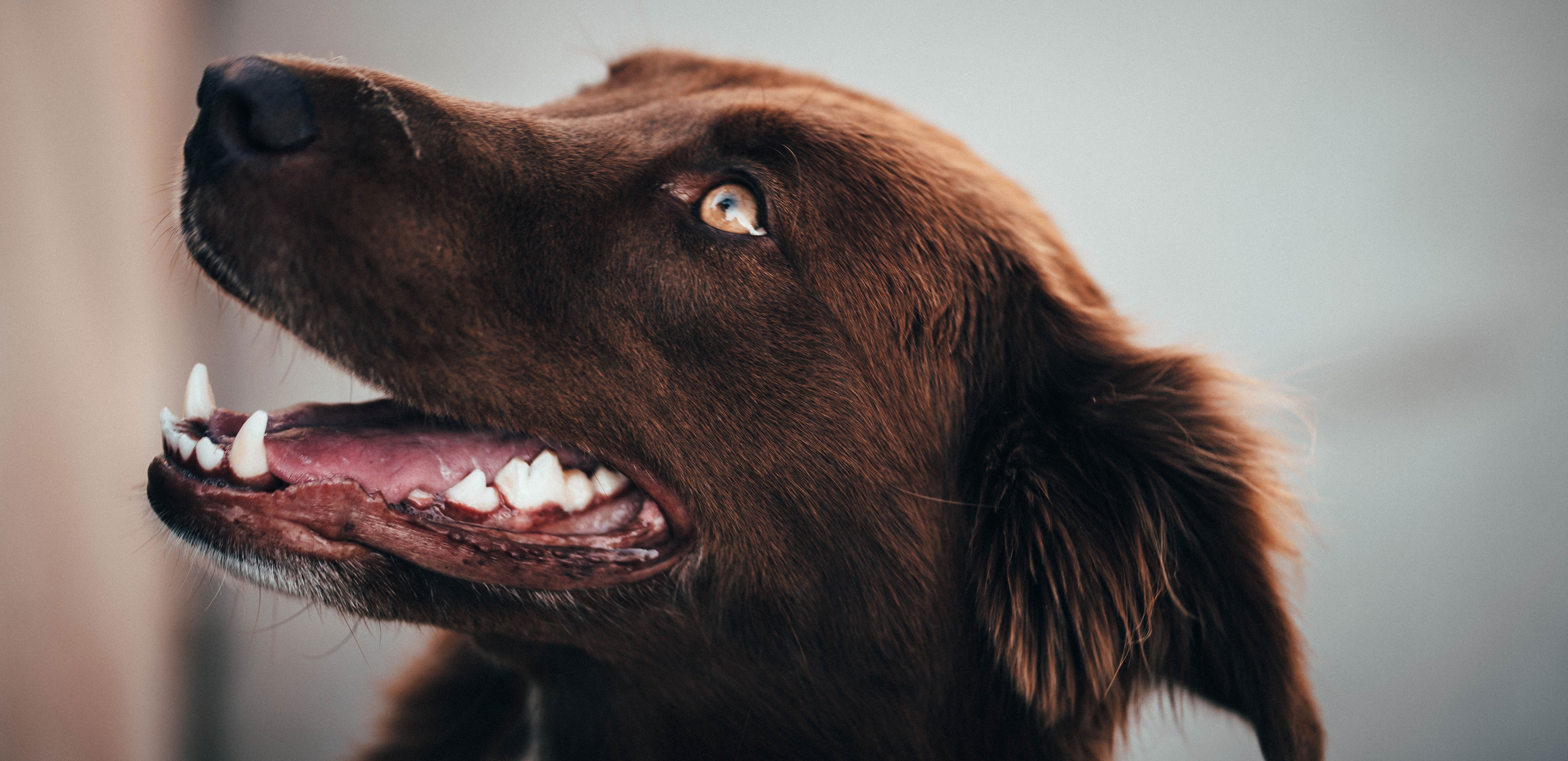 Understanding the Causes of Pale Gums in Dogs: A Veterinary Perspective