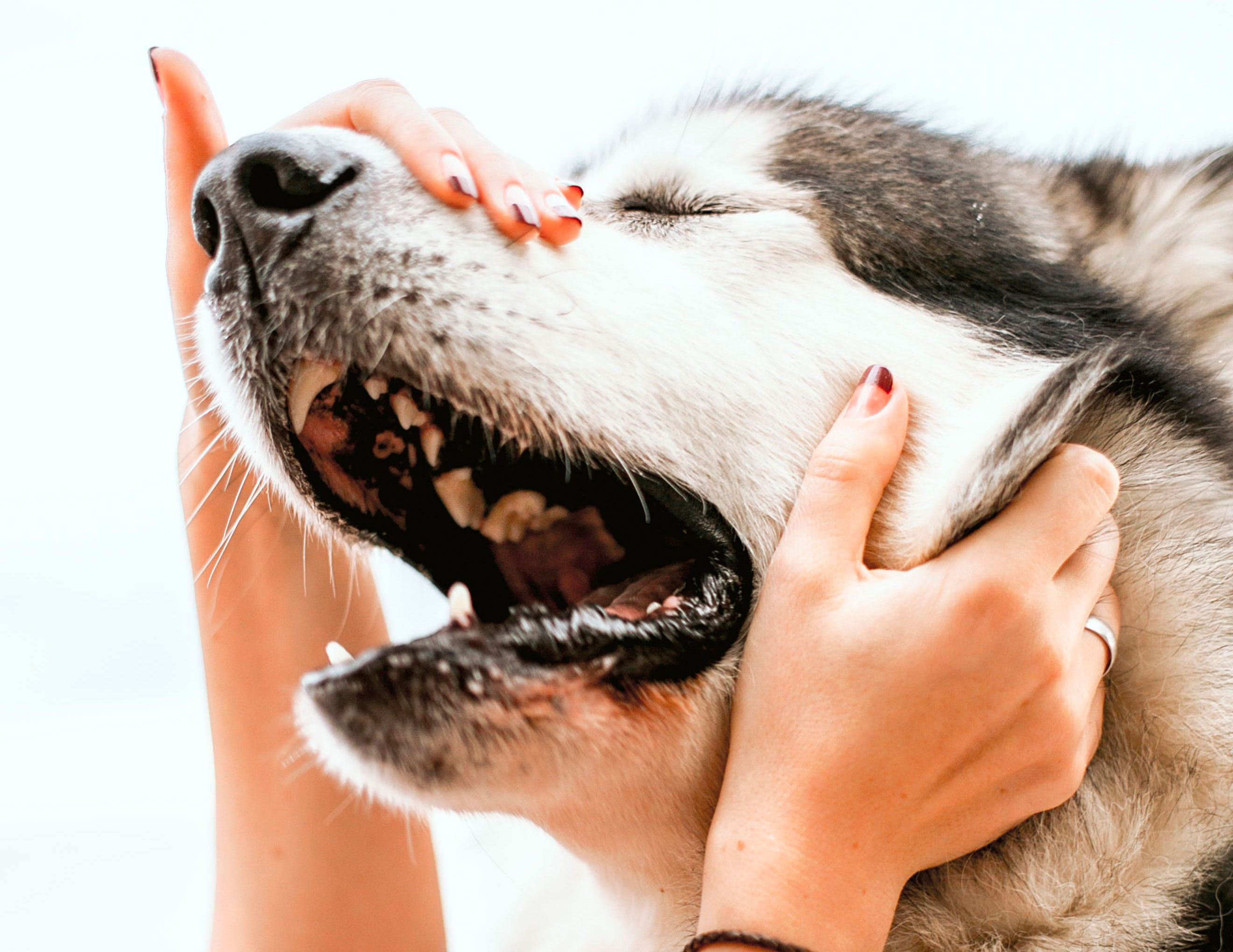 Understanding the Causes of Pale Gums in Dogs: A Veterinary Perspective