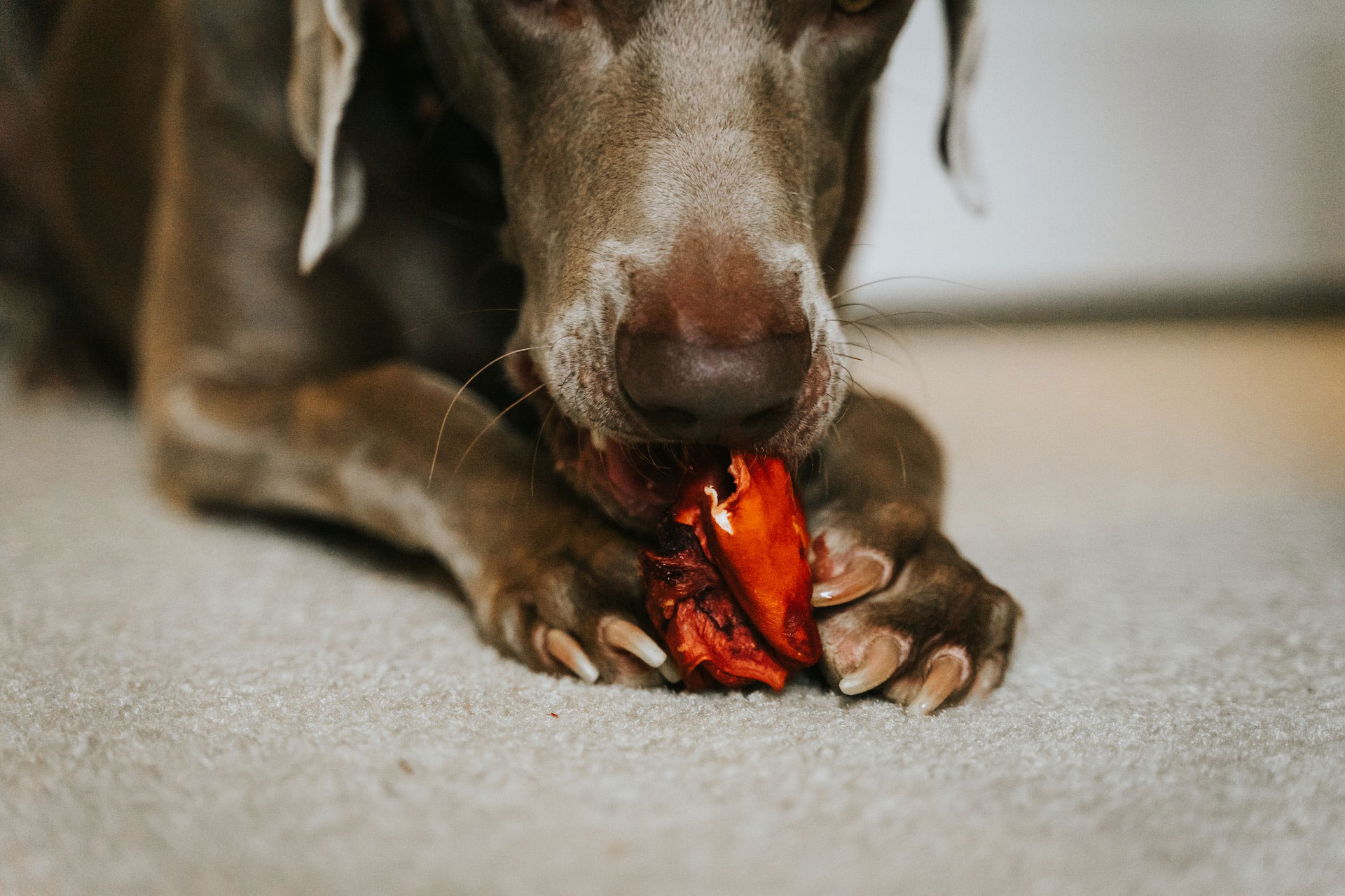 Can Dogs Eat Bell Peppers? Discover the Benefits of Bell Pepper for Dogs