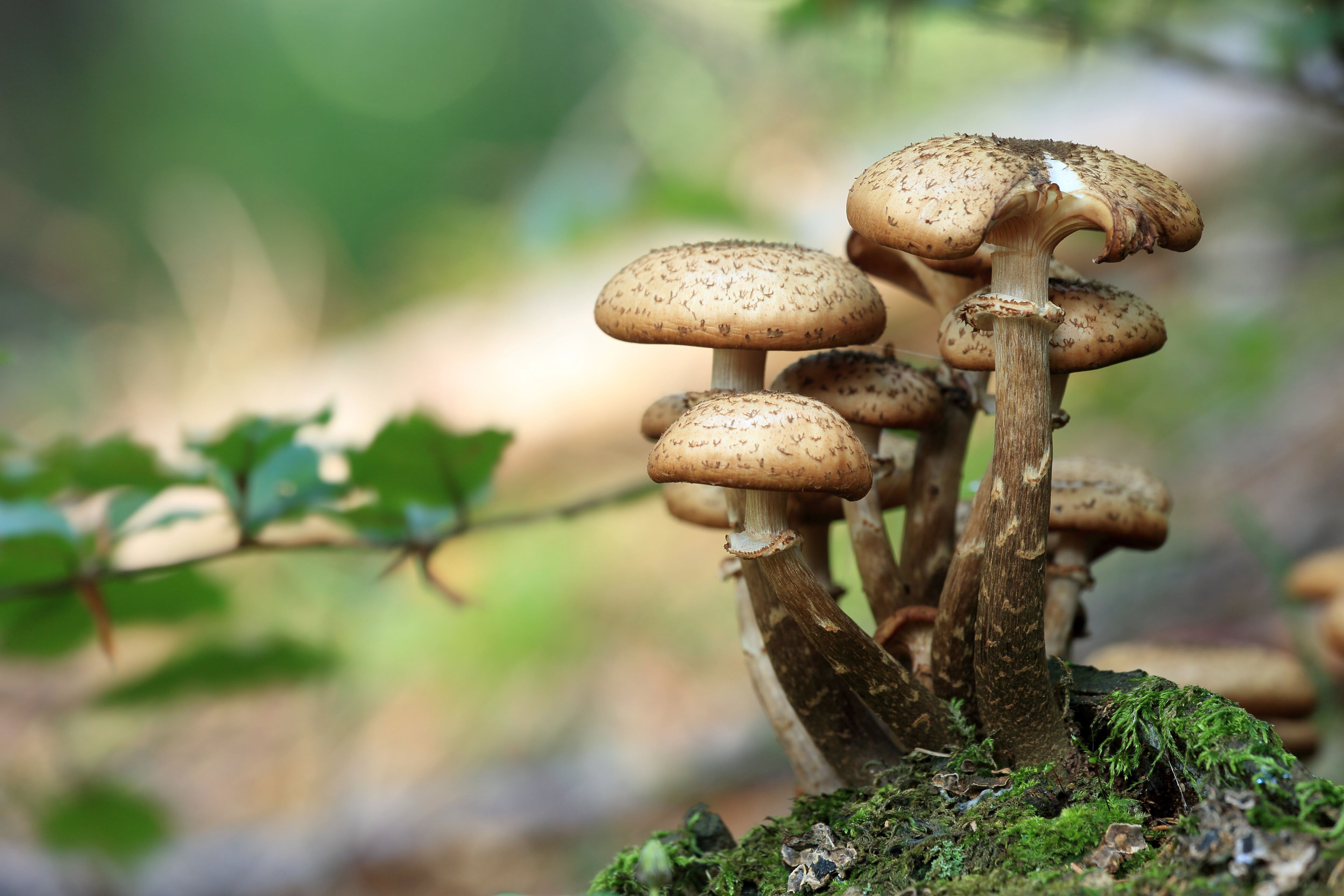 Can Dogs Eat Mushrooms? Understanding Mushroom Toxicity in Dogs
