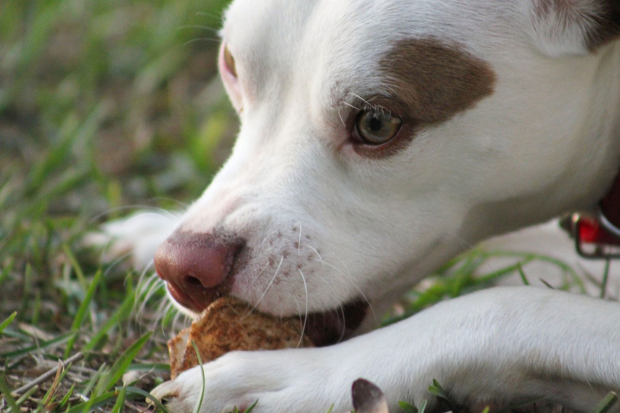 Can Dogs Eat Mushrooms? Understanding Mushroom Toxicity in Dogs