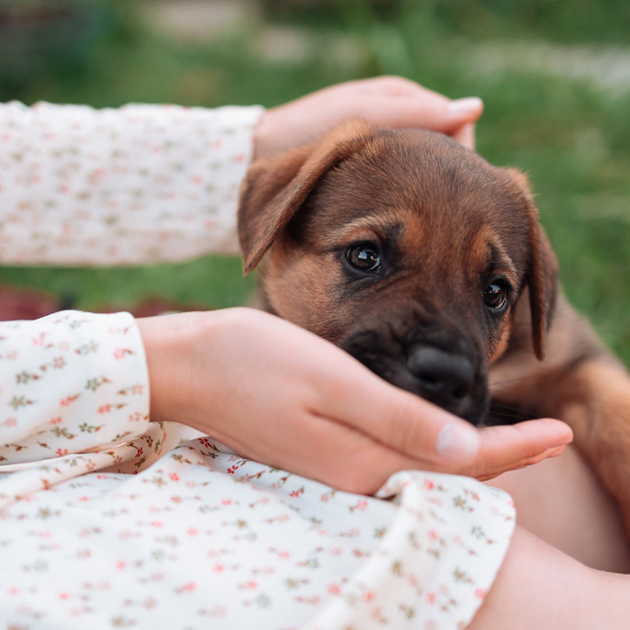 Can Dogs Eat Cantaloupe? Nutritional Insights and Warnings