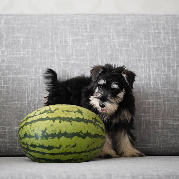 Can Dogs Eat Watermelon?
