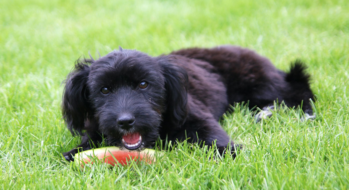 Can Dogs Eat Watermelon?