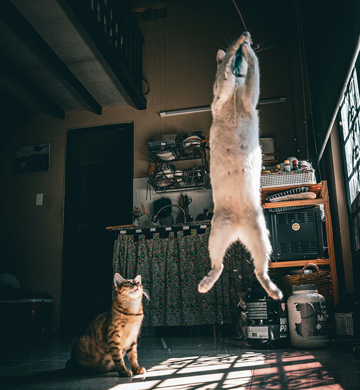 How High Can Cats Jump? Incredible Jumping Ability