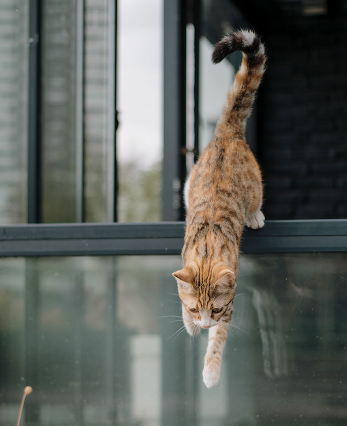 How High Can Cats Jump? Incredible Jumping Ability