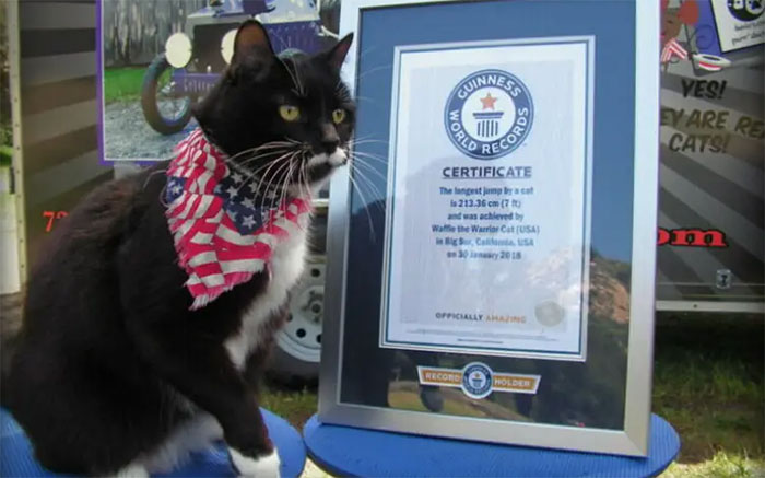 How High Can Cats Jump? Incredible Jumping Ability