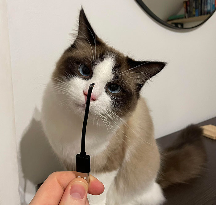How to Stop Cats from Chewing Cords