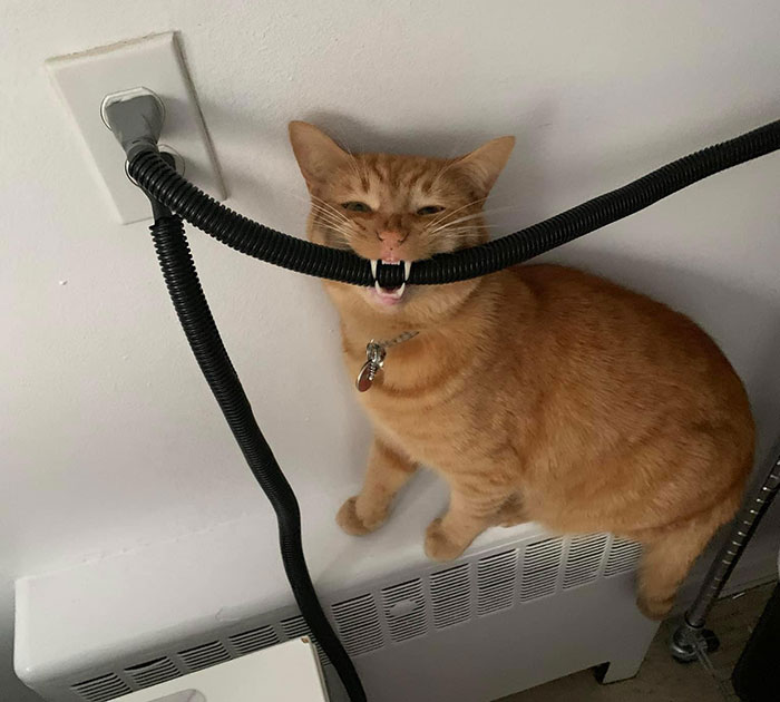 How to Stop Cats from Chewing Cords
