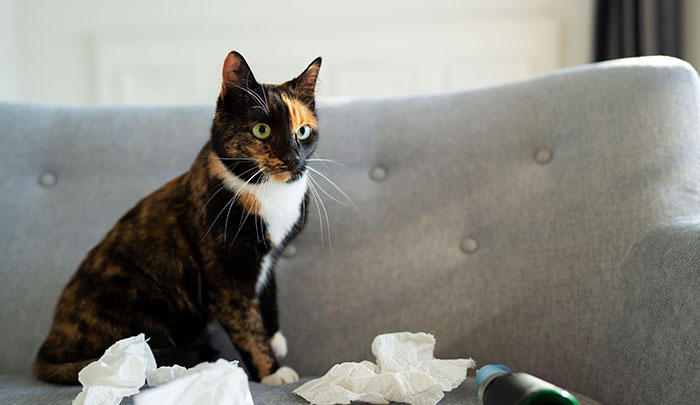 Why Do Cats Eat and Chew on Plastic? A Vet Tech&#8217;s Explanation