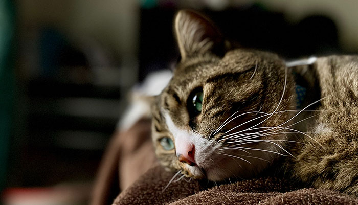 Why Do Cats Eat and Chew on Plastic? A Vet Tech&#8217;s Explanation