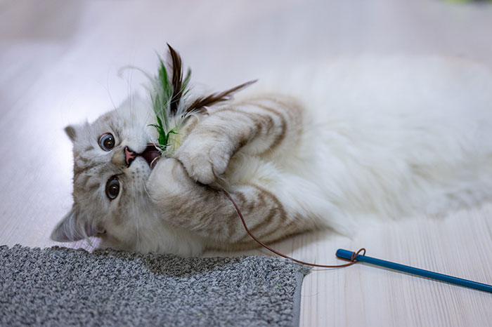 Why Do Cats Eat and Chew on Plastic? A Vet Tech&#8217;s Explanation