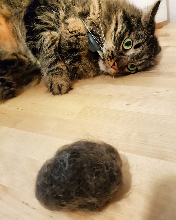 Why Cats Throw Up Undigested Food: Causes and Solutions