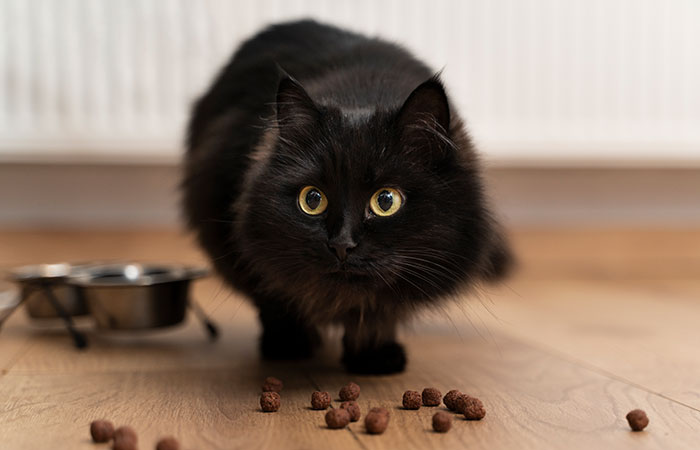 Why Cats Try to Bury Their Food? 5 Possible Reasons
