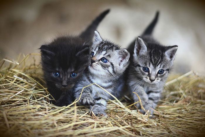 Why Cats Try to Bury Their Food? 5 Possible Reasons