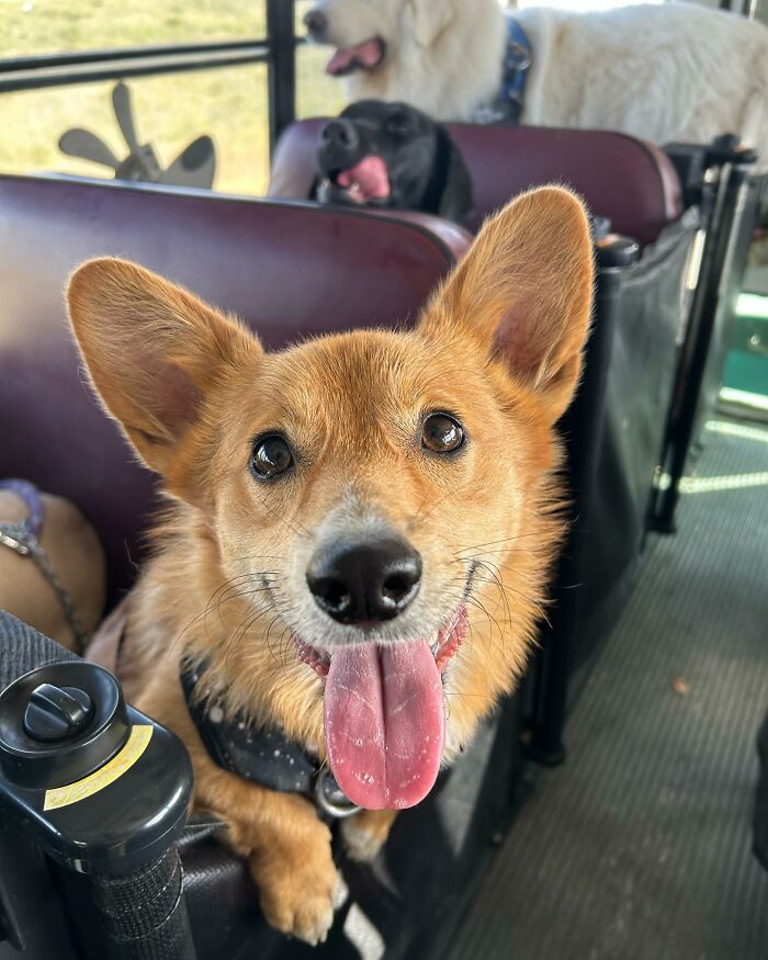 Guy Converts A School Bus To Take Dogs On Daily Adventures